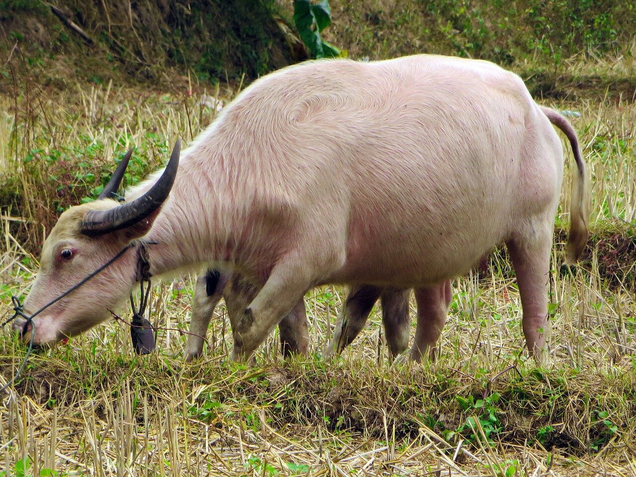 Begin your visa-prepared day with Laos’s tranquil ambiance